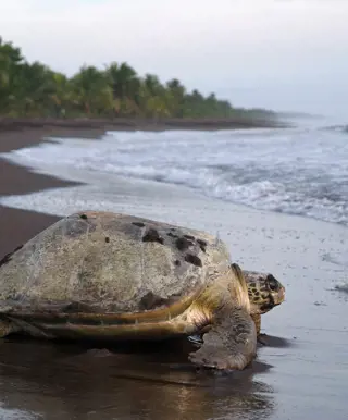 Beobachte Schildkröten im Tortuguero Nationalpark